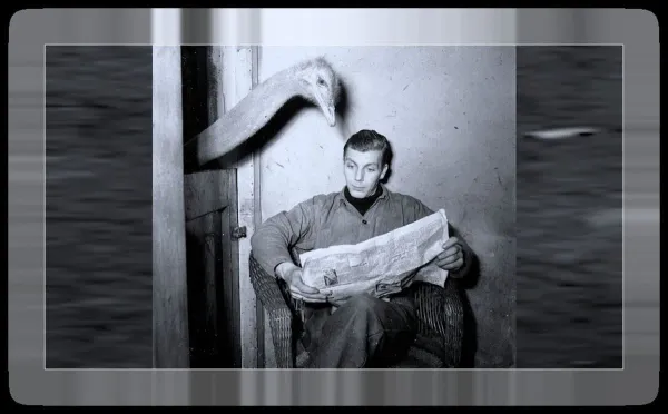 ostrich looking over shoulder of man reading a newspaper