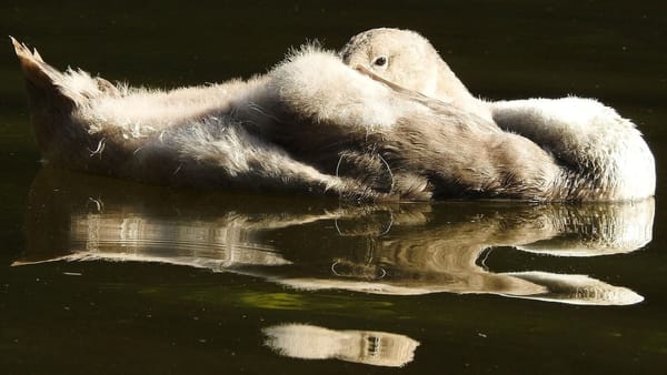 young swan floating on dark water, head under wing