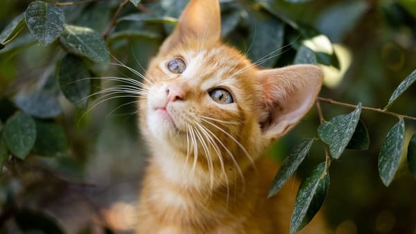 orange cat looks up, asking why