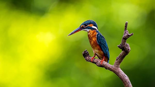 bird with blue wings and orange front, perched on a twig