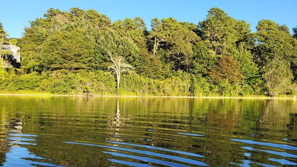 Cape Cod pond with rippling water, surrounded by trees in summer