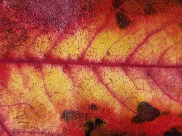 closeup of red and yellow leaf with red veins and little brown spots